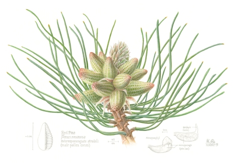 Bundle of male pollen cones of the Red Pine, one of the most prolific native trees of Canada. This piece was exhibited in Art of the Plant, at the Canadian Museum of Nature, Ottawa, in 2018. The exhibition was part of a global collaboration celebrating native plant diversity, exhibited online worldwide along with botanical art exhibits from 25 participating countries. This piece was also juried into the 2019 Guild of Natural Science Illustrators exhibition in Brisbane AU (July 2019), and was also part of Focus on Nature XV, the NY State Museum's biannual exhibit of international science and nature illustration, June 2019 - Jan 2020. Watercolour, casein, and graphite, 13"h x 19"w, ©Kathryn Chorney